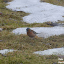 Common Chaffinch