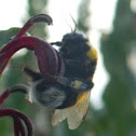 Abejorro
