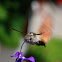 Hummingbird Hawk-Moth
