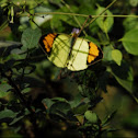 Yellow Orange Tip