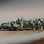 caterpillar