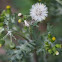 Common groundsel