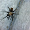 Tarantula