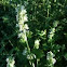 Catnip/Catmint