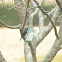 Red Winged Blackbird