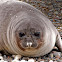 Elefante marino (Elephant seal)