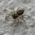 Wall Jumper