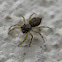 Wall Jumper