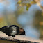 Brown-headed Cowbird