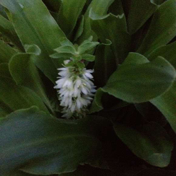 Spotting Image 1