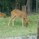 Deer
