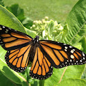 Monarch