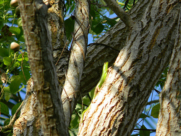 Spotting Image 1