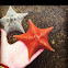 Bat Star