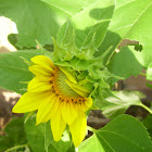 sun flower