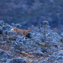 Ethiopian Wolf