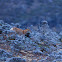 Ethiopian Wolf