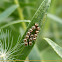 Spined Soldier Bug Eggs