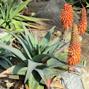 Aloe