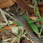Neotropical Racer