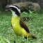 Great kiskadee