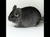 Chinchillas Lo Mejor En Mexico