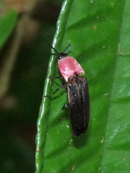Spotting Image 1
