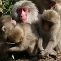 Japanese Macaque