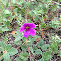 Stork's Bill, wild geranium