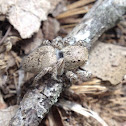 Tiny fuzzy jumping spider