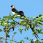 Long-tailed Paradise-whydah