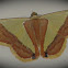Geometrid Moth