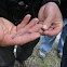 Texas Blind Snake