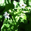 Thimbleberry