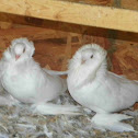 Saint Pigeon