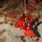 Pomegranate flowers