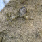 Unknown Snail