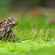 Common Indian Toad