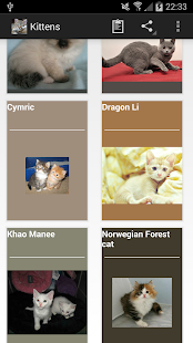 How to get Kittens lastet apk for bluestacks