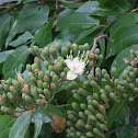 Jatobá
