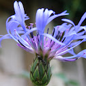 Cornflower