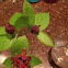 Sweet Shrub