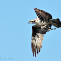 Osprey (with prey)