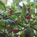 Cherry tomato