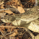 Prairie Rattlesnake