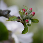 apple bloom
