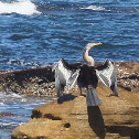 Australian Darter