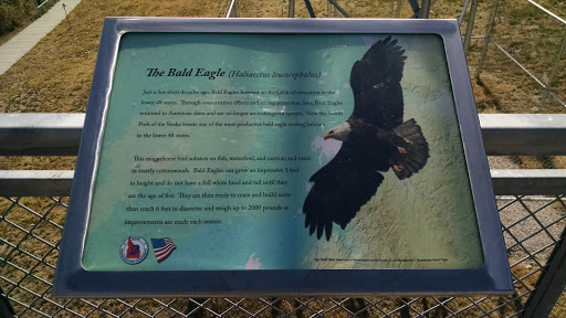 Bald Eagle Info