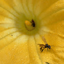 Stingless bees