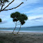 Pandanus